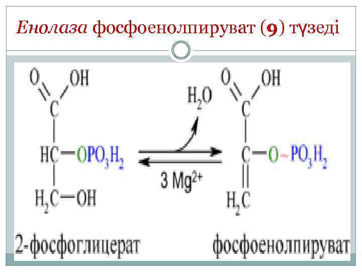 Енолаза фосфоенолпируват (9) түзеді: 