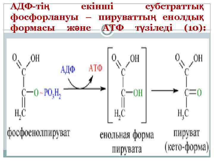 АДФ-тің екінші субстраттық фосфорлануы – пируваттың енолдық формасы және АТФ түзіледі (10): 