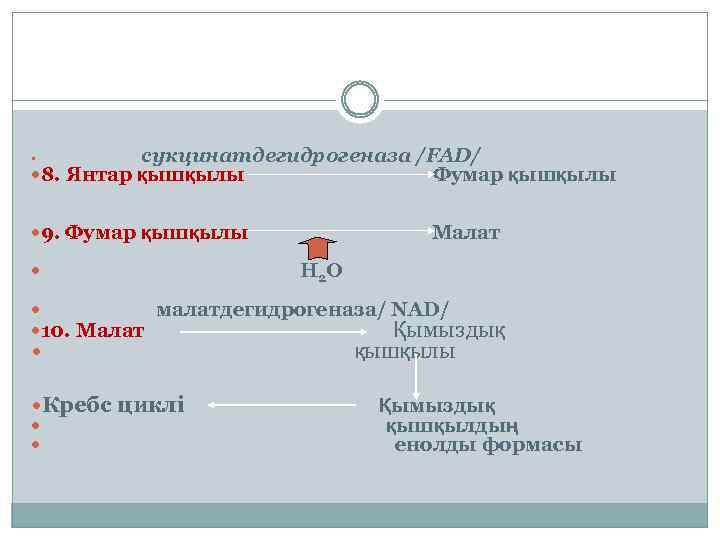 сукцинатдегидрогеназа /FAD/ 8. Янтар қышқылы Фумар қышқылы 9. Фумар қышқылы Малат Н 2 О