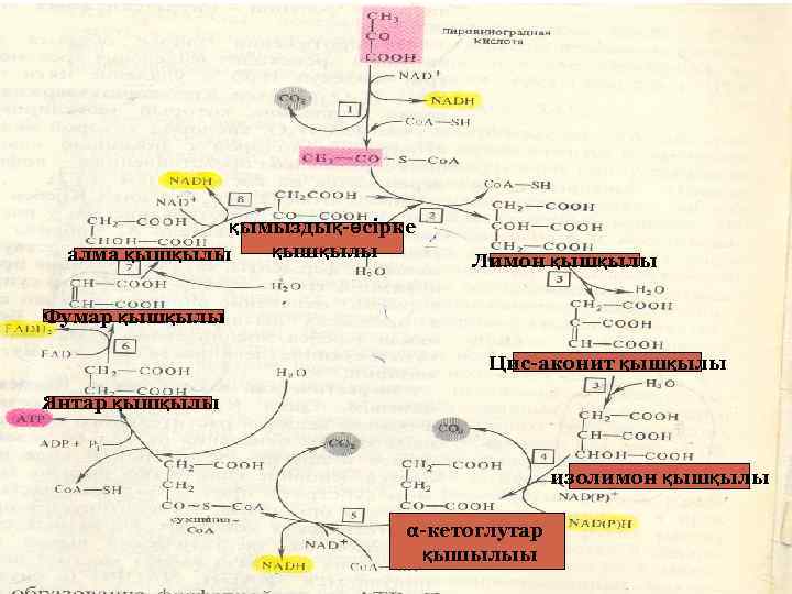 қымыздық-өсірке қышқылы алма қышқылы Лимон қышқылы Фумар қышқылы Цис-аконит қышқылы Янтар қышқылы изолимон қышқылы