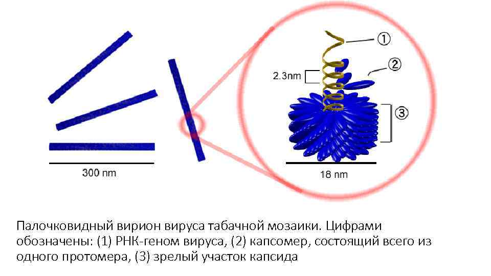 Палочковидный вирион вируса табачной мозаики. Цифрами обозначены: (1) РНК-геном вируса, (2) капсомер, состоящий всего