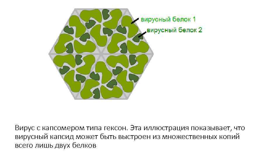 Вирус с капсомером типа гексон. Эта иллюстрация показывает, что вирусный капсид может быть выстроен