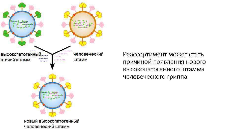 Реассортимент может стать причиной появления нового высокопатогенного штамма человеческого гриппа 