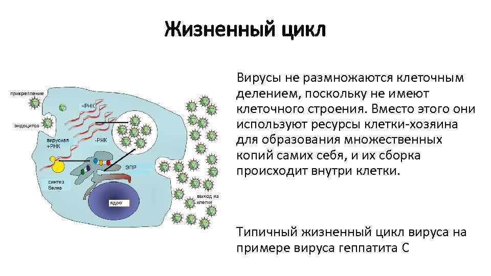 Жизненный цикл Вирусы не размножаются клеточным делением, поскольку не имеют клеточного строения. Вместо этого