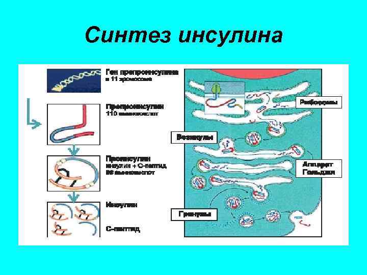 Синтез инсулина процесс