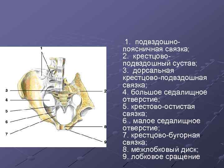 Крестцово подвздошная связка