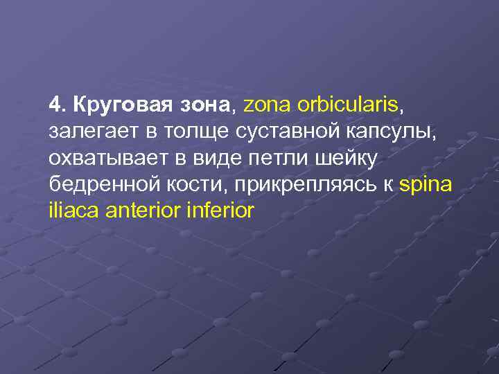 4. Круговая зона, zona orbicularis, залегает в толще суставной капсулы, охватывает в виде петли