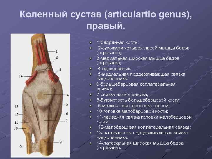 Коленный сустав (articulartio genus), правый. 1 -бедренная кость; 2 -сухожили четырехглавой мышцы бедра (отрезано);