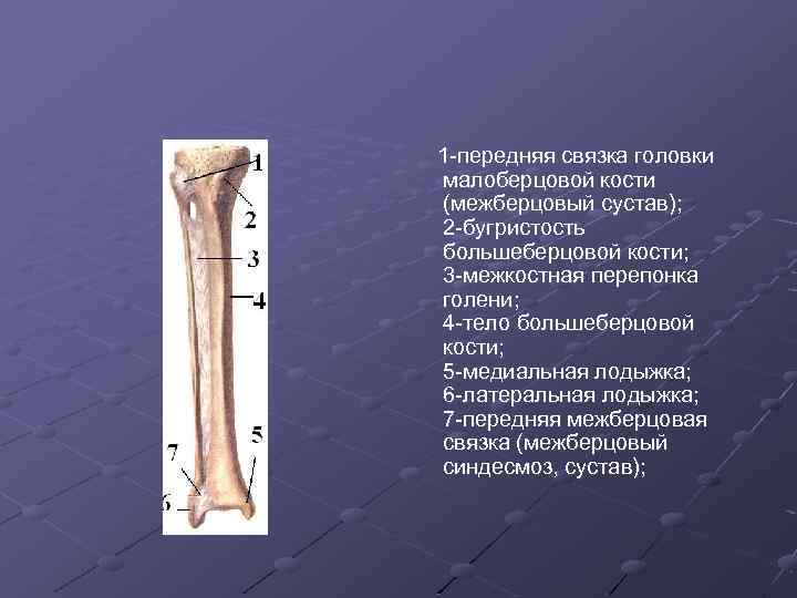 Бугристость большеберцовой кости находится фото