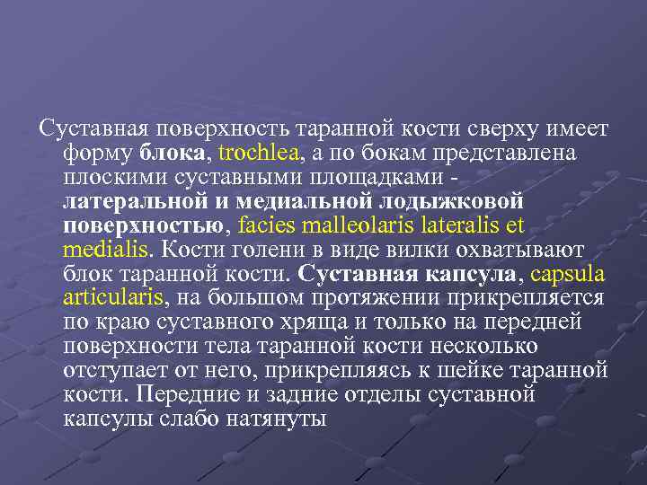 Суставная поверхность таранной кости сверху имеет форму блока, trochlea, а по бокам представлена плоскими