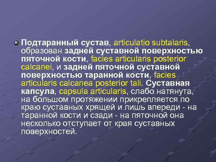 Подтаранный сустав, articulatio subtalaris, образован задней суставной поверхностью пяточной кости, facies articularis posterior calcanei,