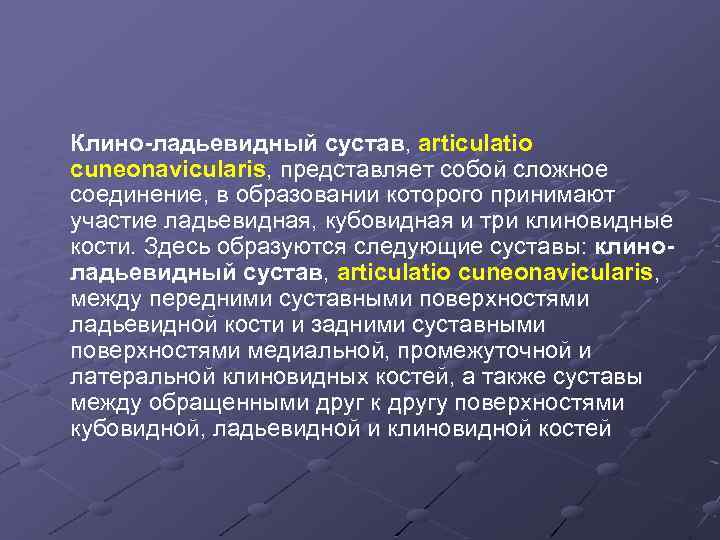 Клино-ладьевидный сустав, articulatio cuneonavicularis, представляет собой сложное соединение, в образовании которого принимают участие ладьевидная,