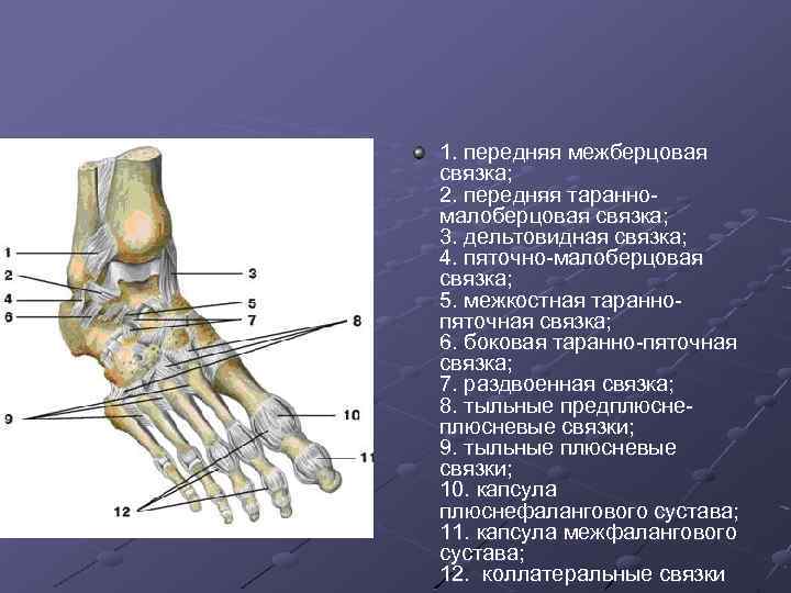 Малоберцовая связка. Передняя таранно малоберцовая связка. Растяжение связок таранно-малоберцовой связки. Передняя тараноберцовая связка. Передняя таранно-малоберцовая связка анатомия.