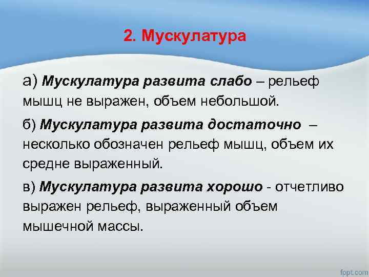 2. Мускулатура а) Мускулатура развита слабо – рельеф мышц не выражен, объем небольшой. б)