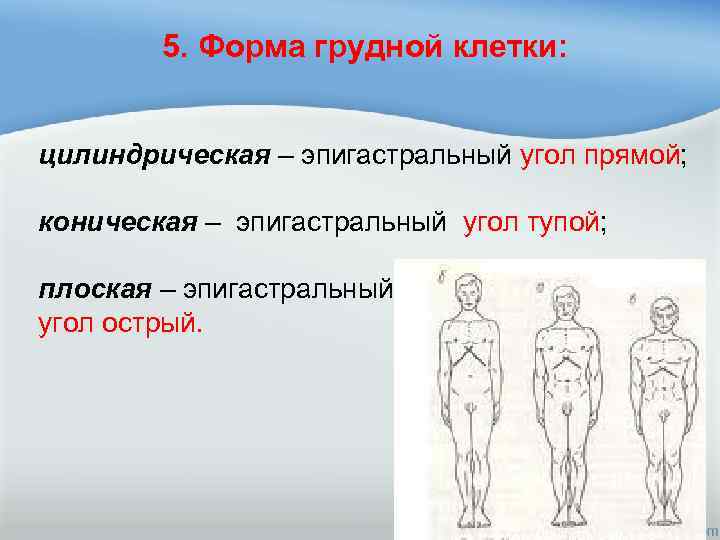 5. Форма грудной клетки: цилиндрическая – эпигастральный угол прямой; коническая – эпигастральный угол тупой;