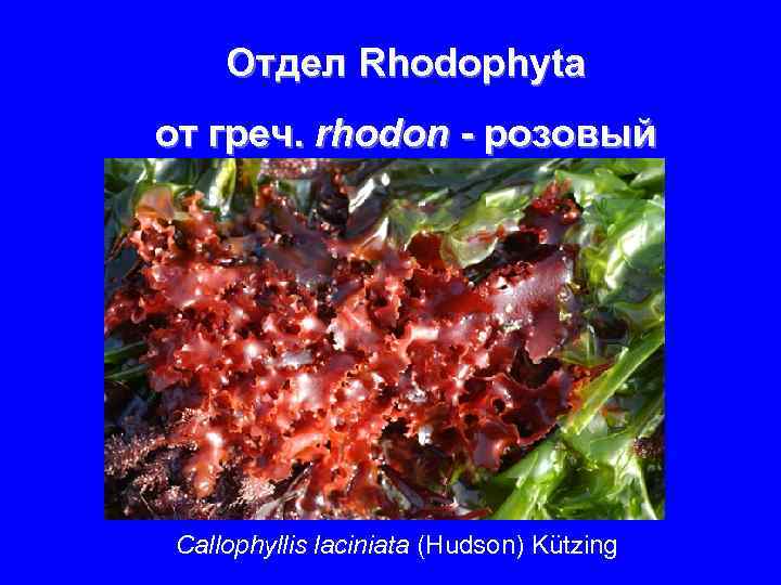 Отдел Rhodophyta от греч. rhodon - розовый Callophyllis laciniata (Hudson) Kützing 