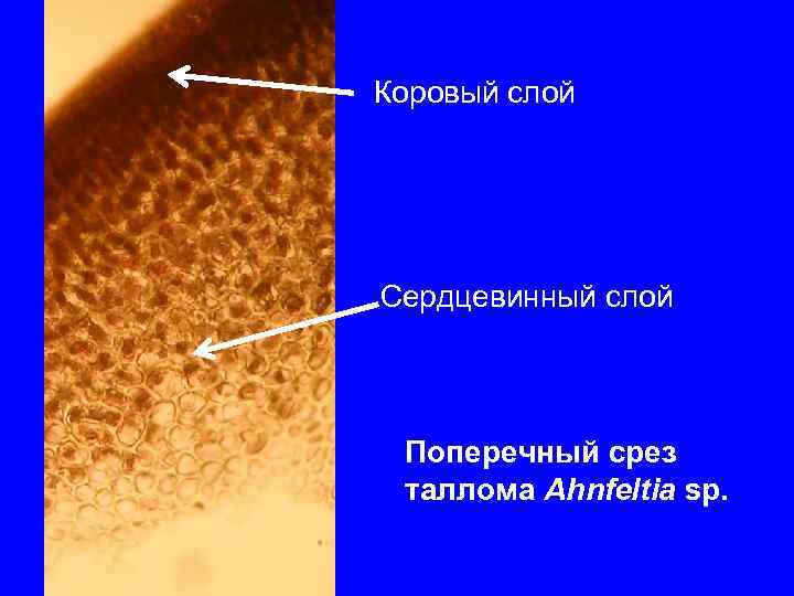 Коровый слой Сердцевинный слой Поперечный срез таллома Ahnfeltia sp. 