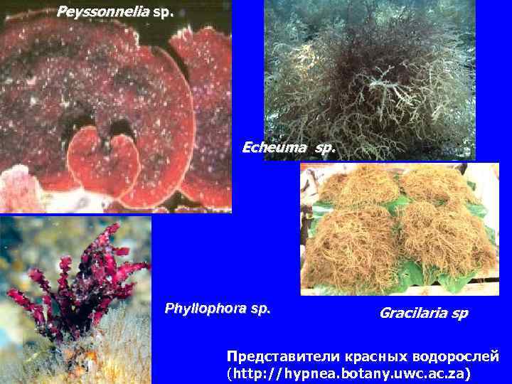 Peyssonnelia sp. Echeuma sp. Phyllophora sp. Gracilaria sp Представители красных водорослей (http: //hypnea. botany.