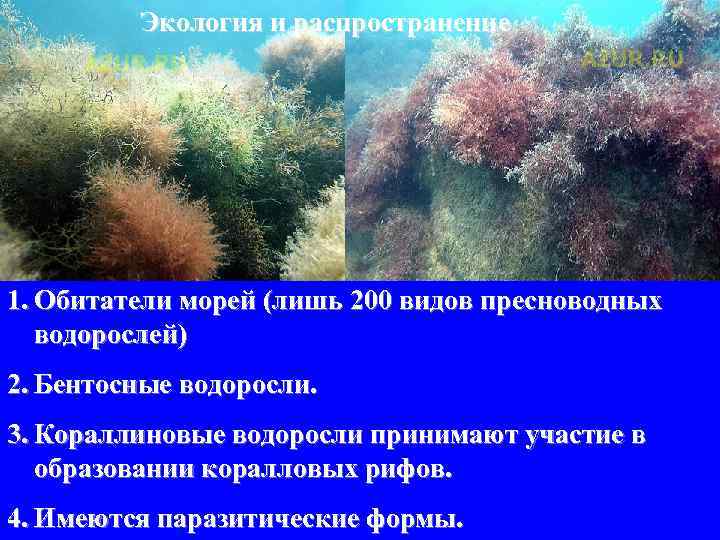 Экология и распространение 1. Обитатели морей (лишь 200 видов пресноводных водорослей) 2. Бентосные водоросли.