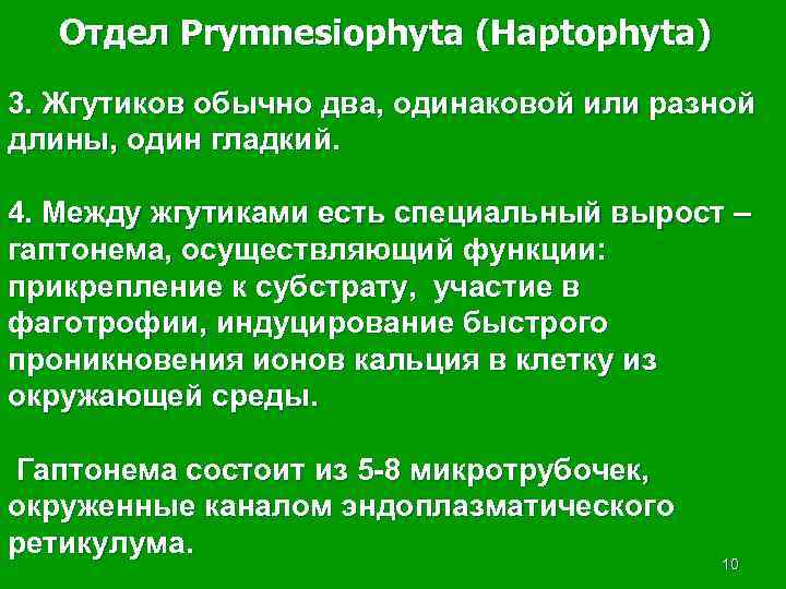 Отдел Prymnesiophyta (Haptophyta) 3. Жгутиков обычно два, одинаковой или разной длины, один гладкий. 4.