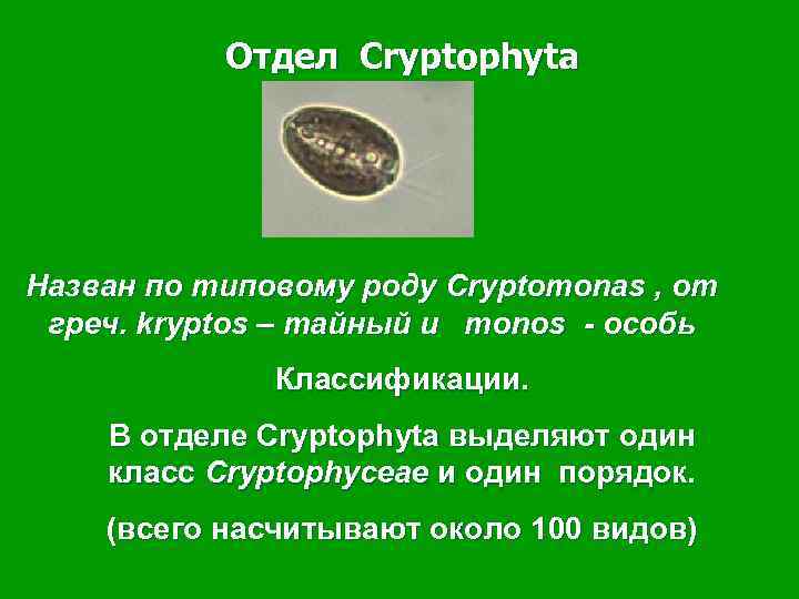 Отдел Cryptophyta Назван по типовому роду Cryptomonas , от греч. kryptos – тайный и