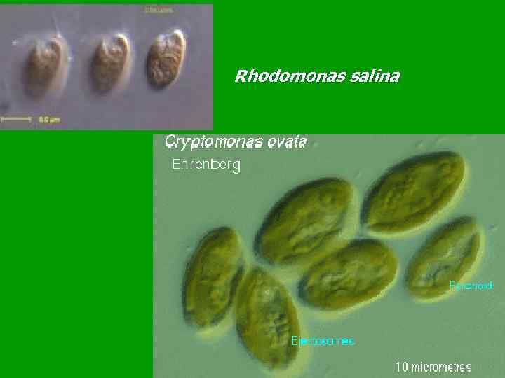 Rhodomonas salina 