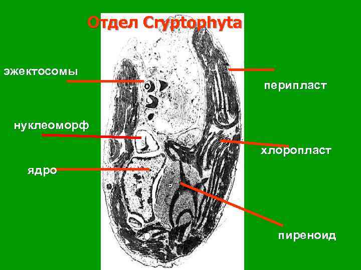 Отдел Cryptophyta эжектосомы перипласт нуклеоморф хлоропласт ядро пиреноид 