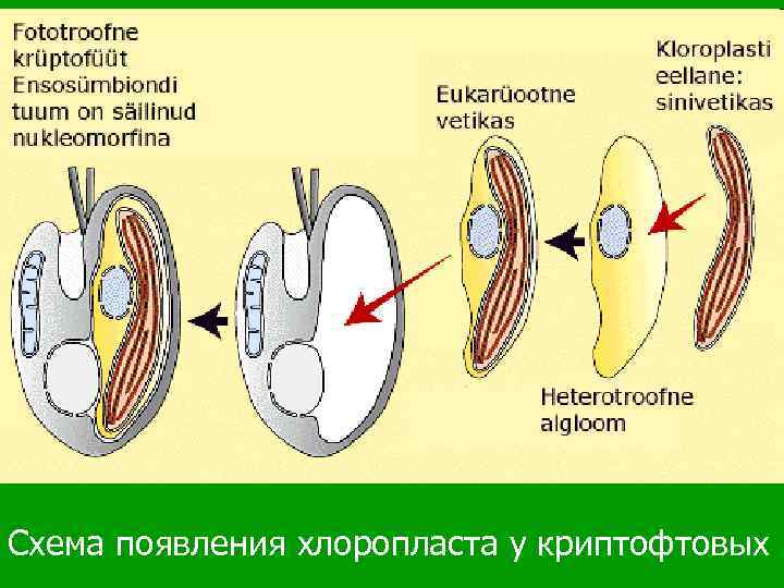 Схема появления хлоропласта у криптофтовых 