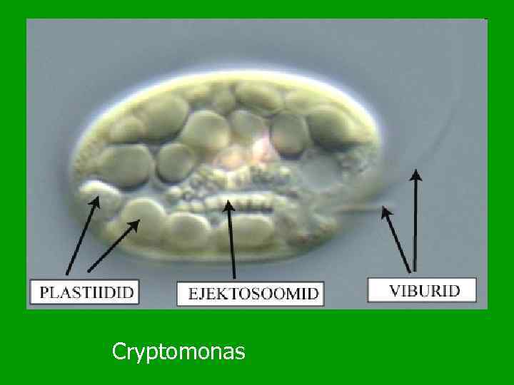 Cryptomonas 