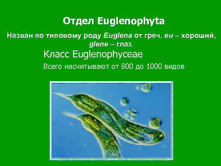 Отдел Euglenophyta Назван по типовому роду Euglena от греч. eu – хороший, glene –