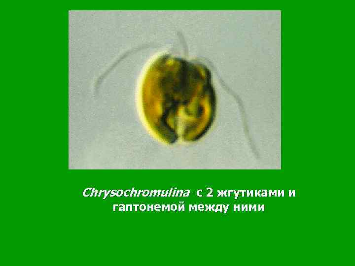 Chrysochromulina с 2 жгутиками и гаптонемой между ними 