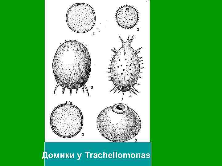 Домики у Trachellomonas 