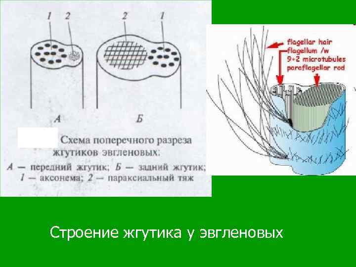 Строение жгутика у эвгленовых 