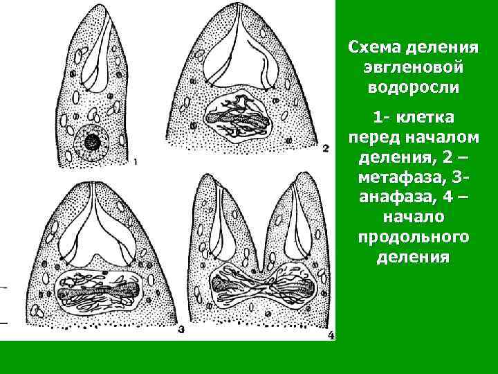 Схема деления эвгленовой водоросли 1 - клетка перед началом деления, 2 – метафаза, 3