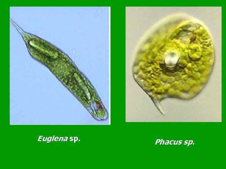 Euglena sp. Phacus sp. 