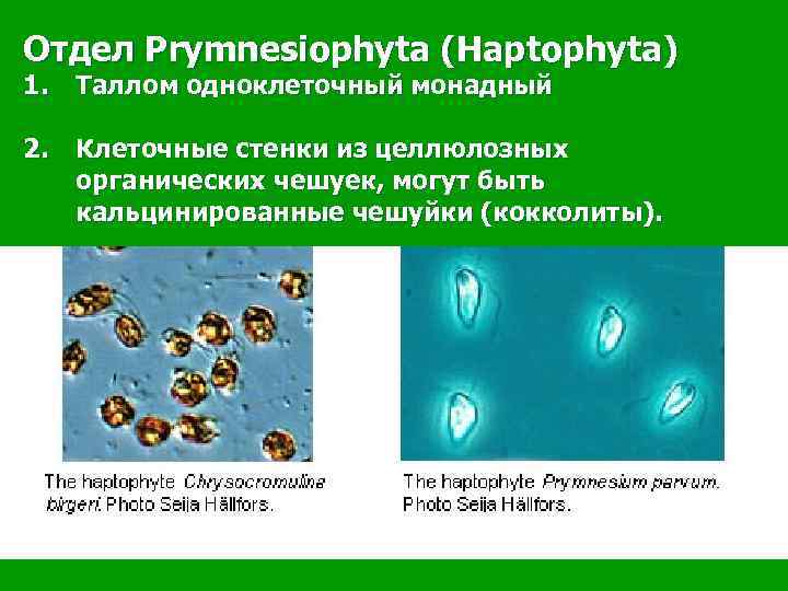 Монадный таллом