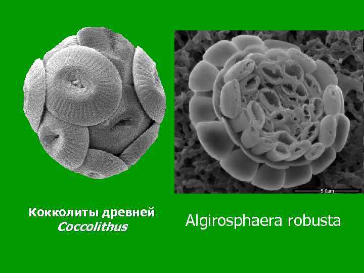 Кокколиты древней Coccolithus Algirosphaera robusta 