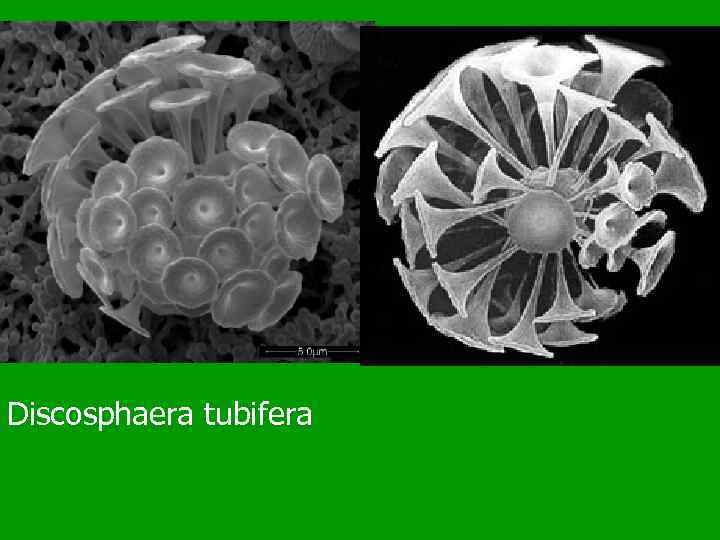 Discosphaera tubifera 