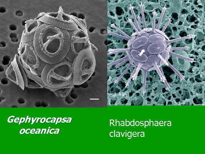 Gephyrocapsa oceanica Rhabdosphaera clavigera 