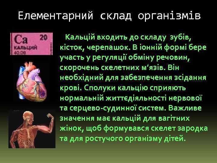 Елементарний склад організмів Кальцій входить до складу зубів, кісток, черепашок. В іонній формі бере