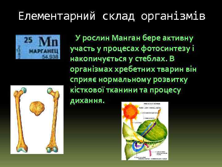 Елементарний склад організмів У рослин Манган бере активну участь у процесах фотосинтезу і накопичується