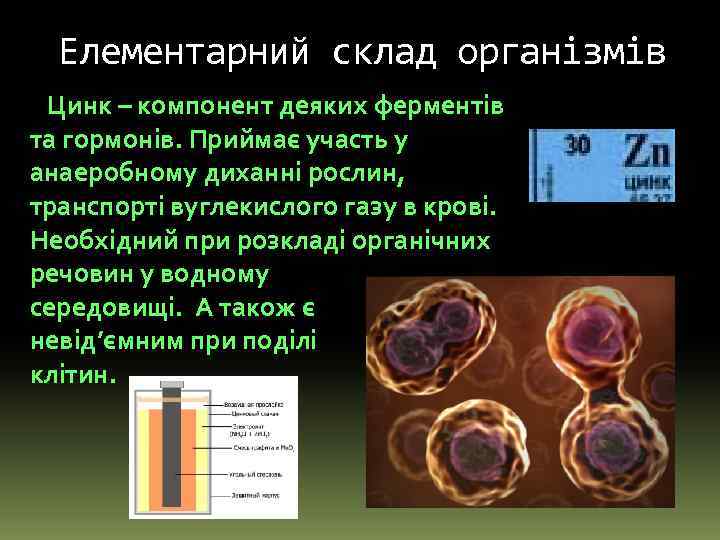 Елементарний склад організмів Цинк – компонент деяких ферментів та гормонів. Приймає участь у анаеробному