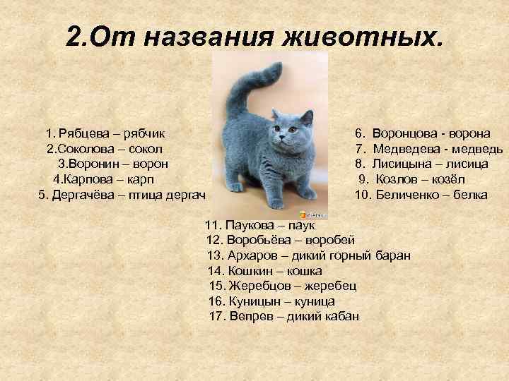 2. От названия животных. 1. Рябцева – рябчик 2. Соколова – сокол 3. Воронин