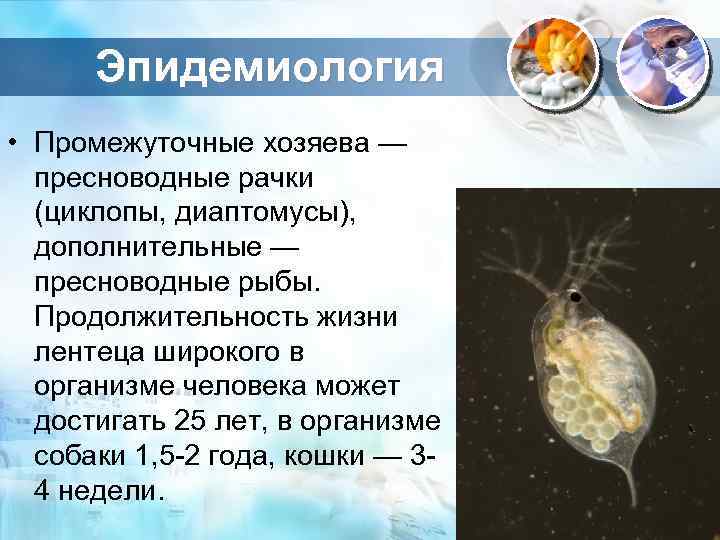 Эпидемиология • Промежуточные хозяева — пресноводные рачки (циклопы, диаптомусы), дополнительные — пресноводные рыбы. Продолжительность