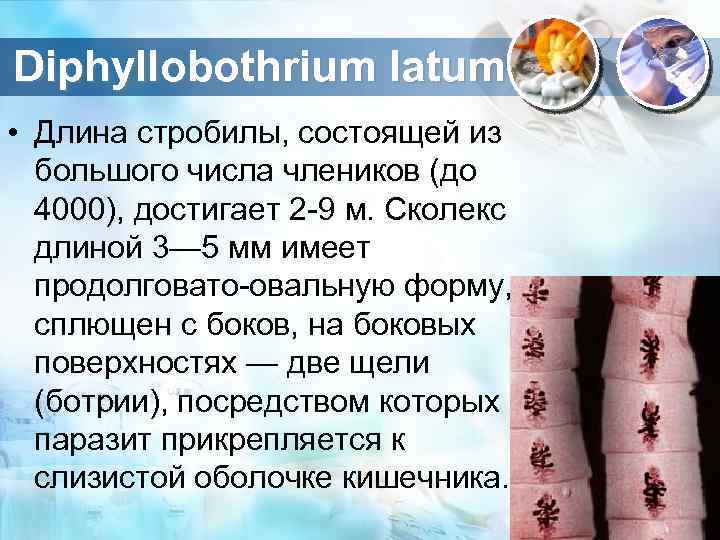Diphyllobothrium latum • Длина стробилы, состоящей из большого числа члеников (до 4000), достигает 2