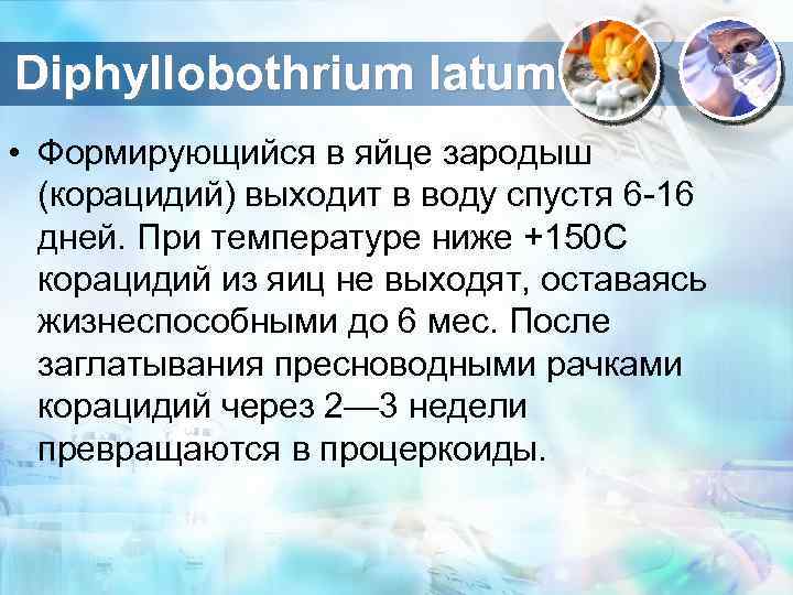 Diphyllobothrium latum • Формирующийся в яйце зародыш (корацидий) выходит в воду спустя 6 -16