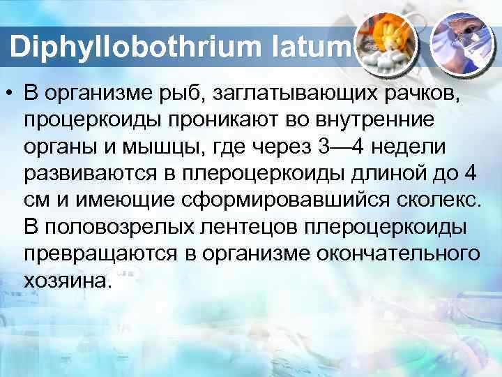 Diphyllobothrium latum • В организме рыб, заглатывающих рачков, процеркоиды проникают во внутренние органы и