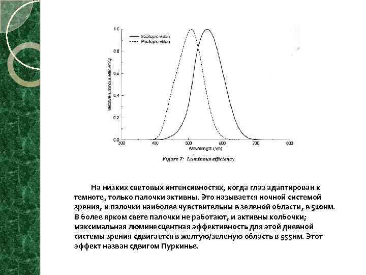  На низких световых интенсивностях, когда глаз адаптирован к темноте, только палочки активны. Это