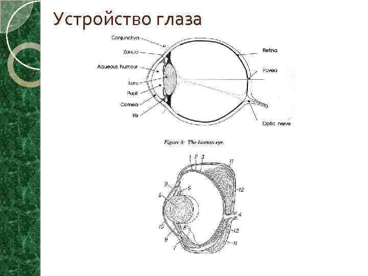 Устройство глаза 