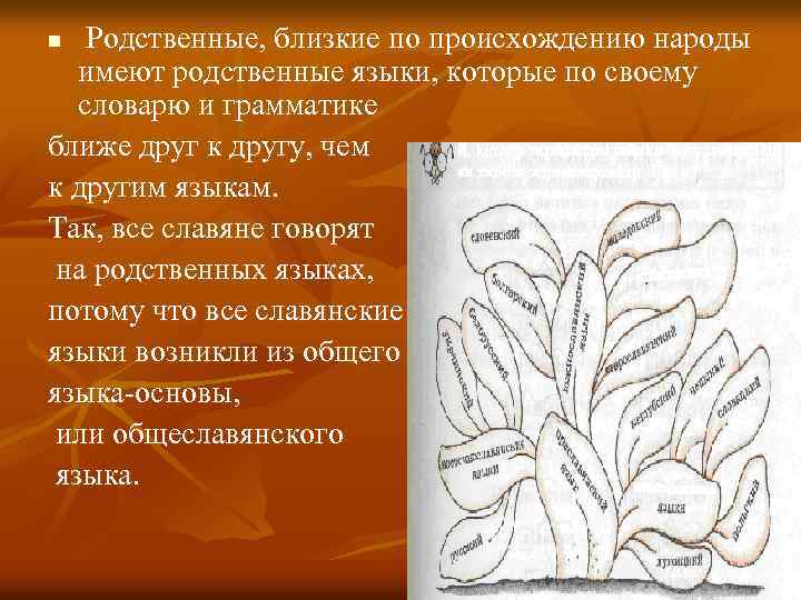 Родственные, близкие по происхождению народы имеют родственные языки, которые по своему словарю и грамматике